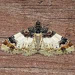 Catarhoe cuculata