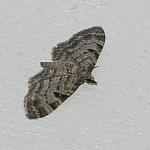 Eupithecia abietaria