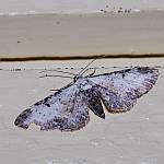 Eupithecia succenturiata